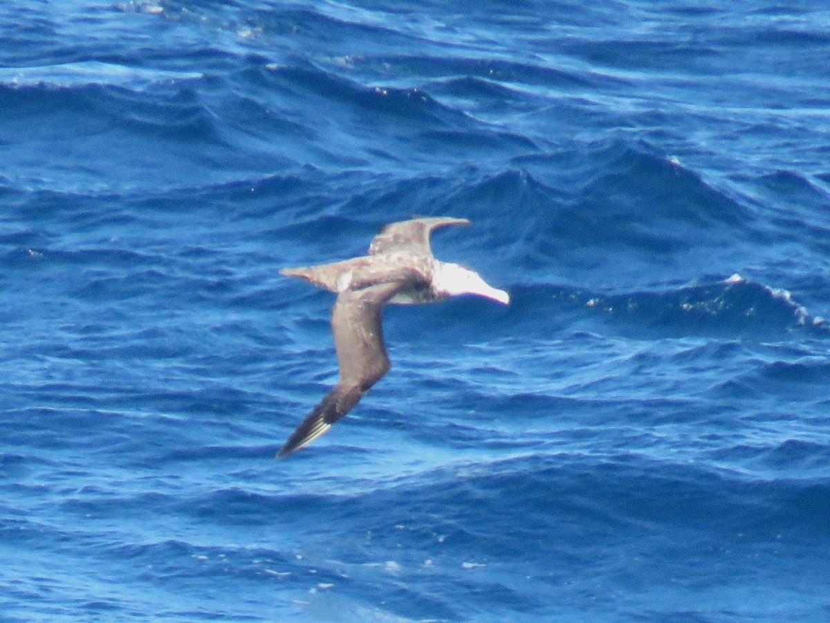 Albatros hurleur, A. de Tristan da Cunha ou A. des Antipodes - ML615825566