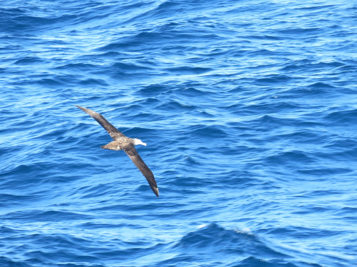 Albatros hurleur, A. de Tristan da Cunha ou A. des Antipodes - ML615825612