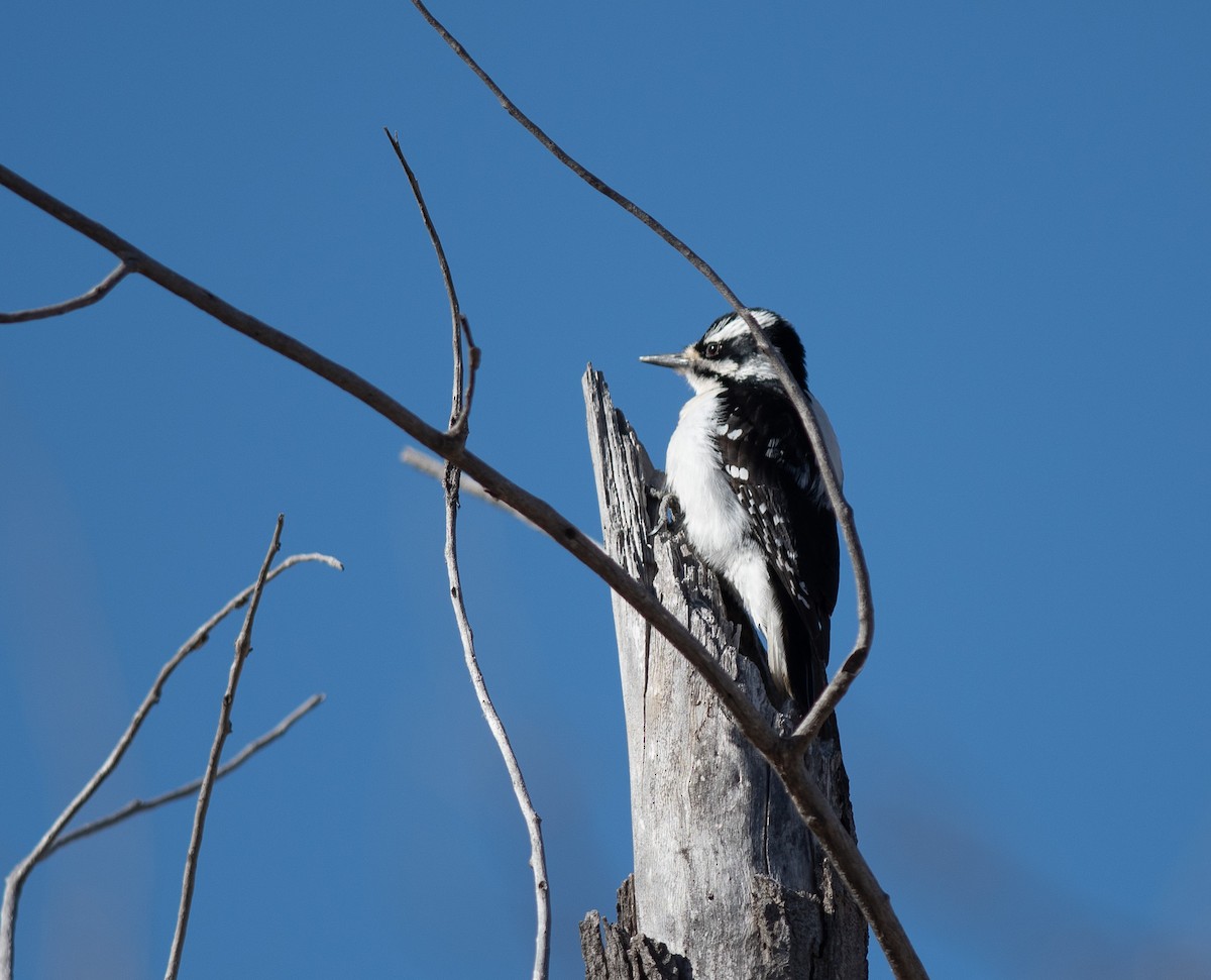 Hairy Woodpecker - Ethan Cleveland