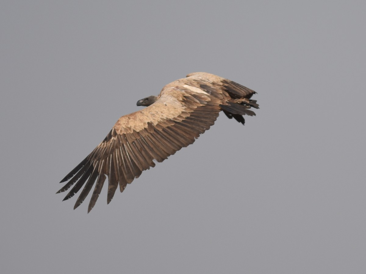 White-backed Vulture - ML615825784