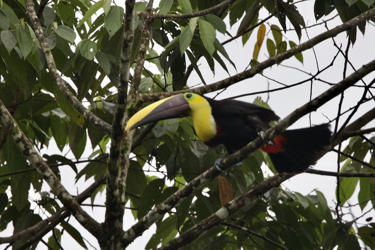 Yellow-throated Toucan (Chestnut-mandibled) - ML615825787