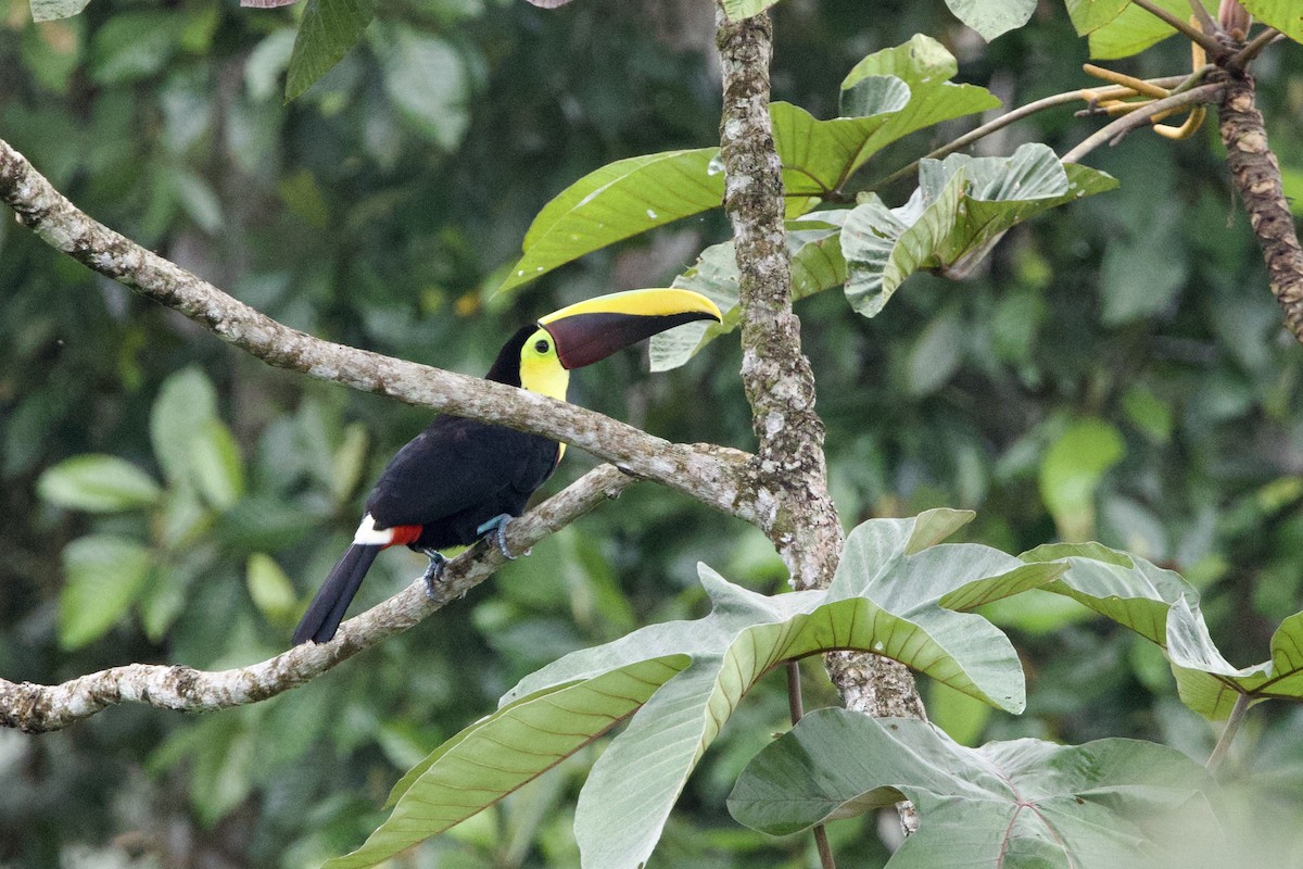 Yellow-throated Toucan (Chestnut-mandibled) - ML615825797