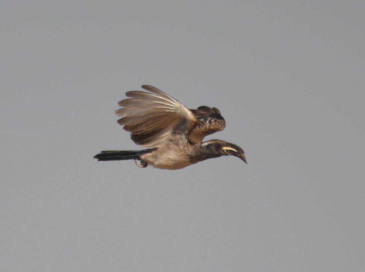 African Gray Hornbill - jerald britten