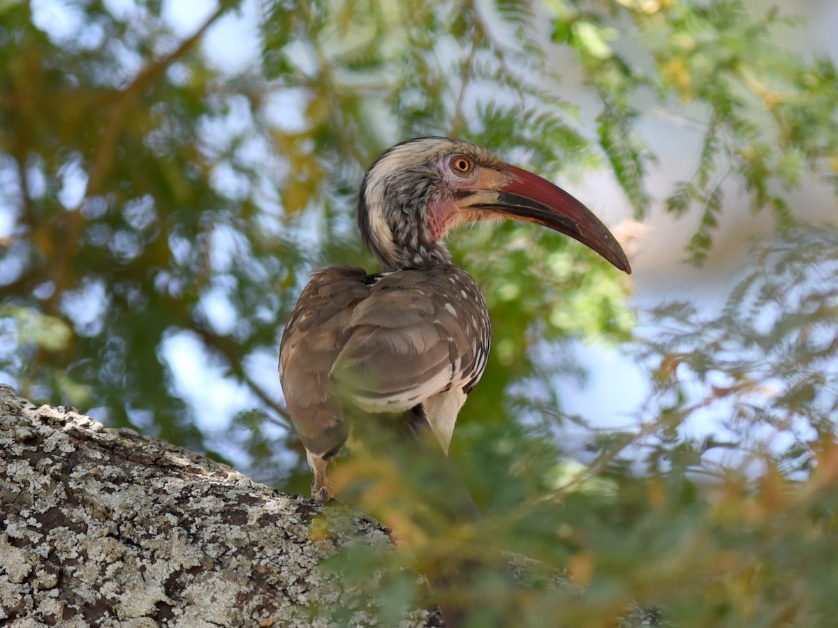 Southern Red-billed Hornbill - jerald britten