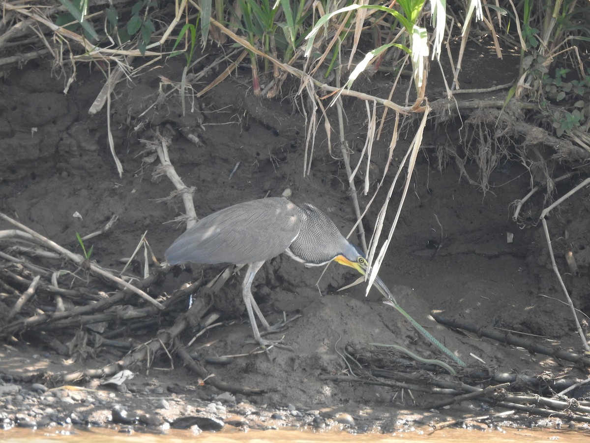 Bare-throated Tiger-Heron - Monte Neate-Clegg