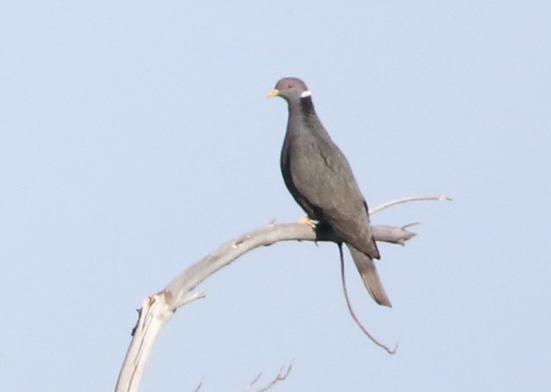 Band-tailed Pigeon - ML615825966