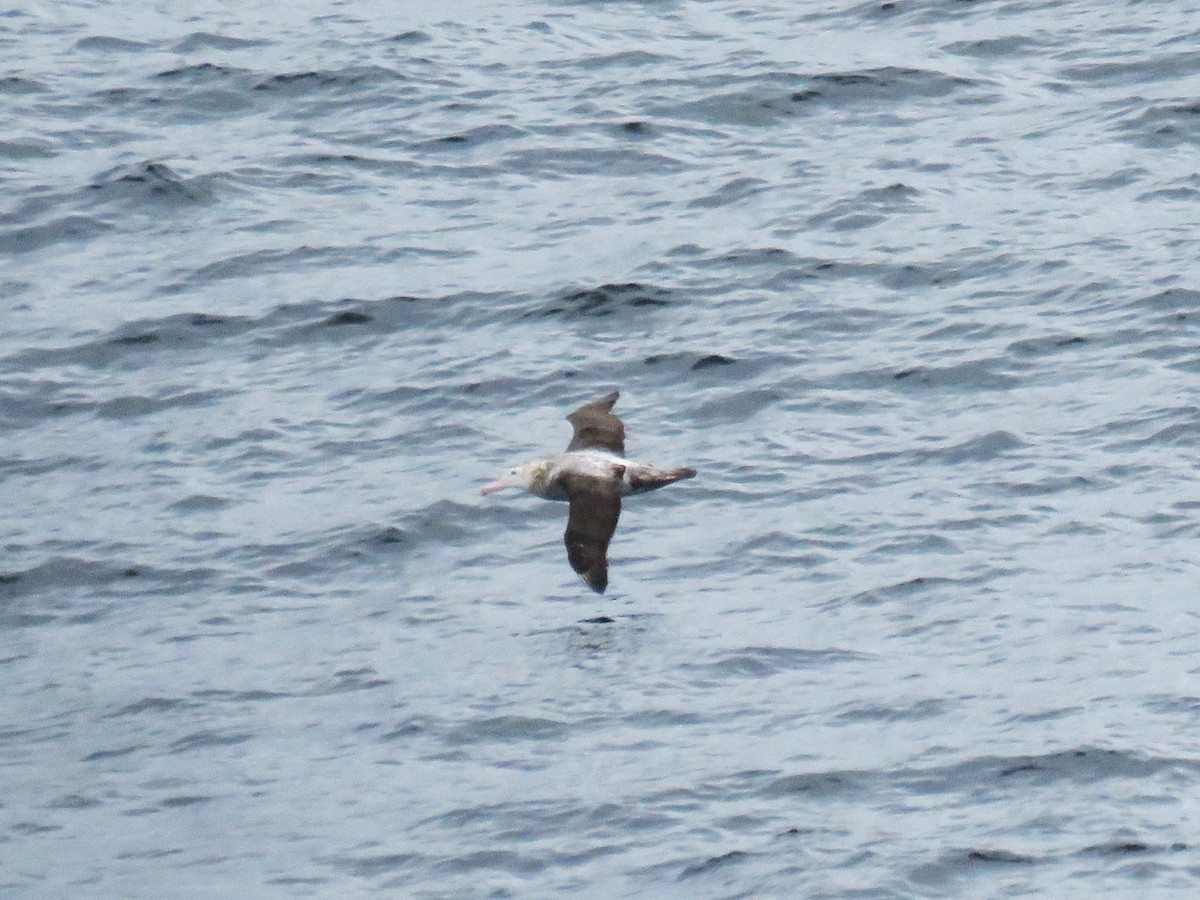 Albatros hurleur, A. de Tristan da Cunha ou A. des Antipodes - ML615826111