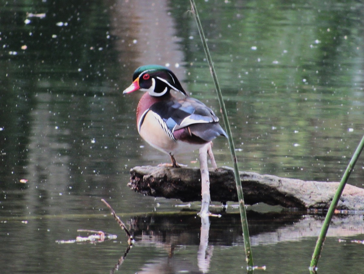 eBird Checklist 9 Mar 2024 Mead Botanical Gardens 48 species