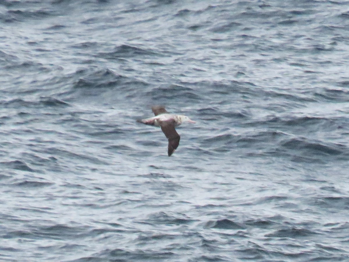 Albatros hurleur, A. de Tristan da Cunha ou A. des Antipodes - ML615826223