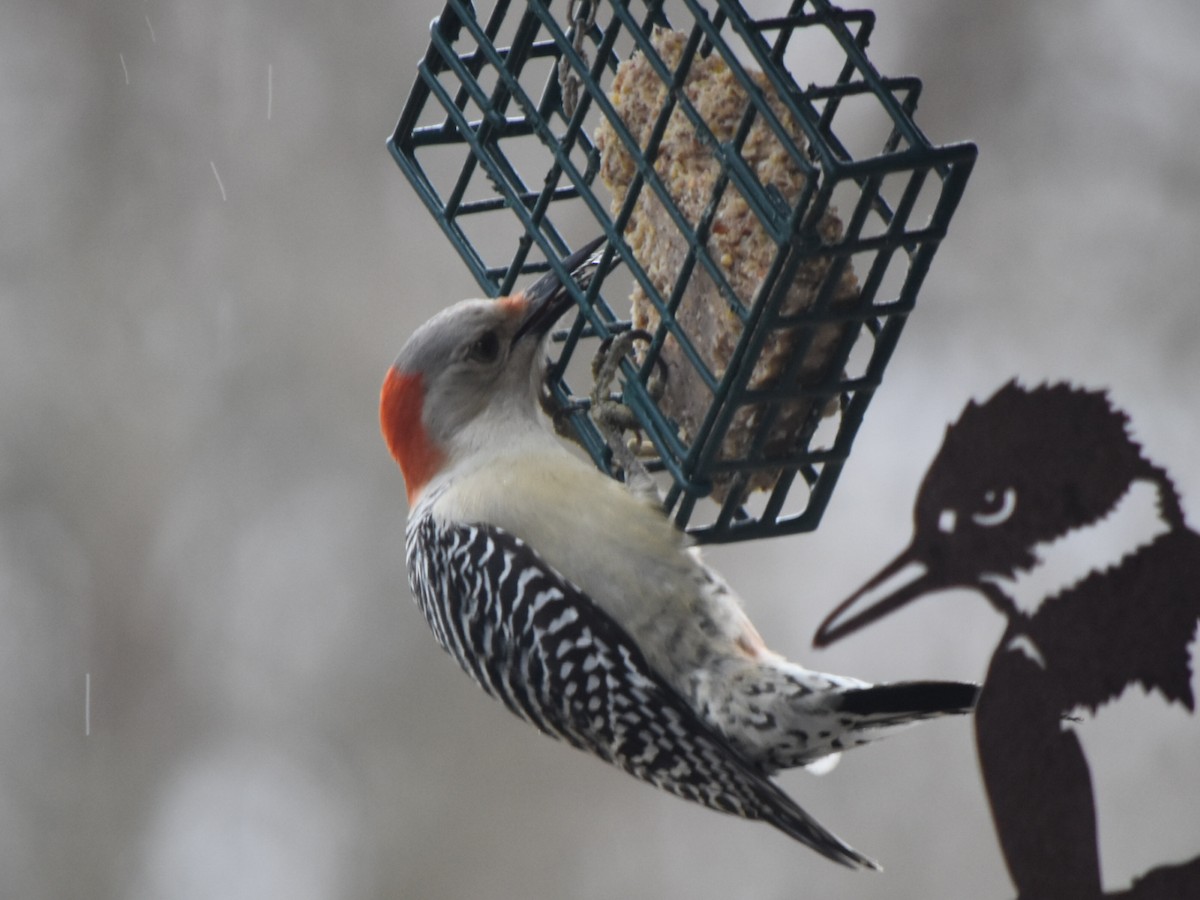Red-bellied Woodpecker - Tom Wheeler