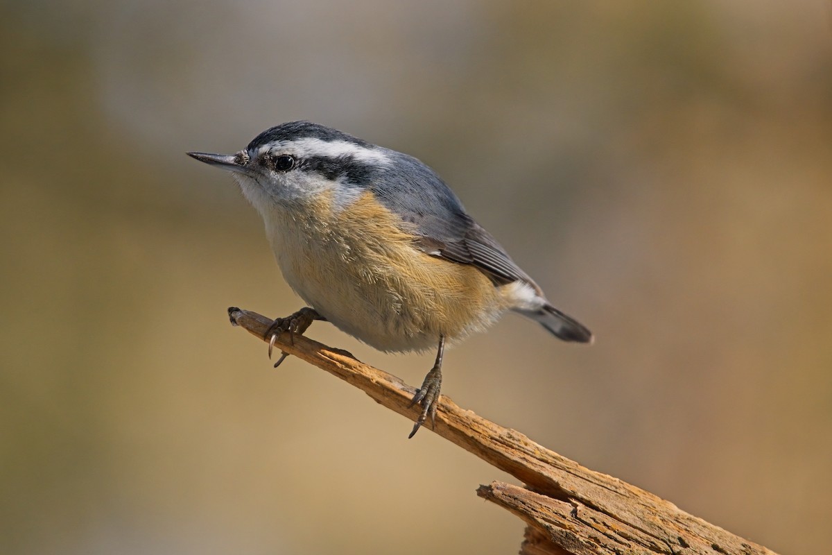 Red-breasted Nuthatch - ML615826393