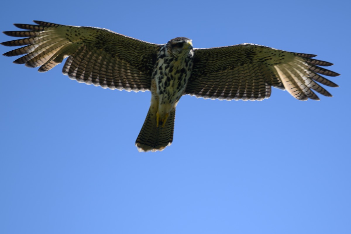 Harris's Hawk (Bay-winged) - ML615826651