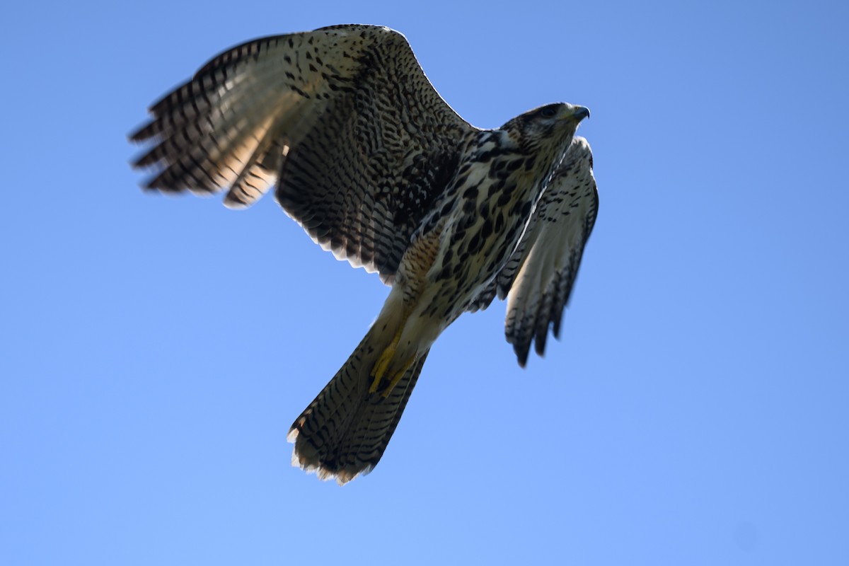 Harris's Hawk (Bay-winged) - ML615826652