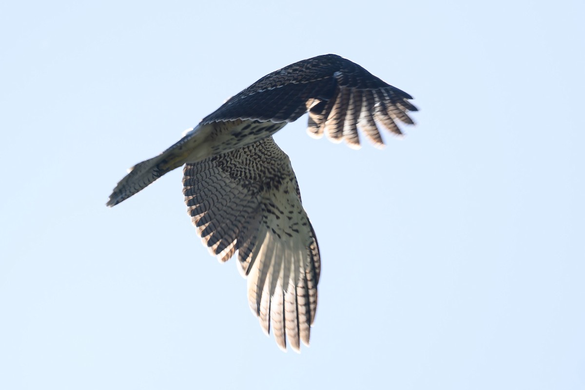 Harris's Hawk (Bay-winged) - ML615826653