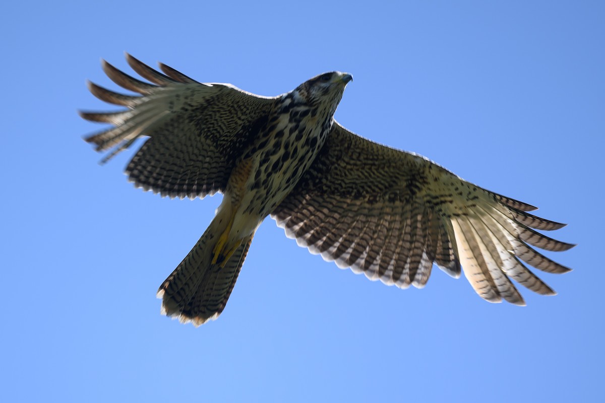 Harris's Hawk (Bay-winged) - ML615826654