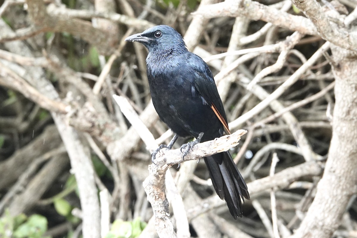 Red-winged Starling - ML615826763