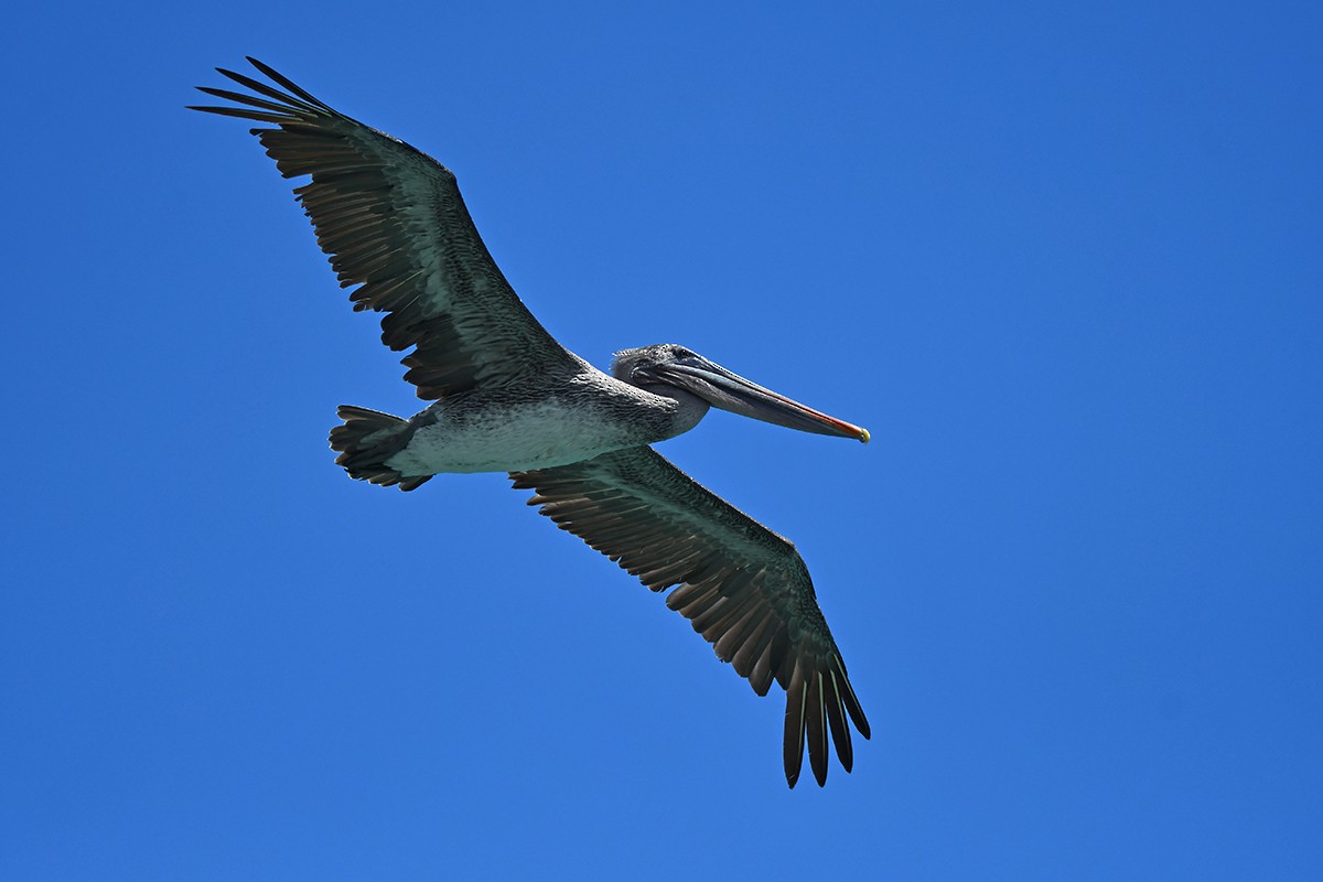 Brown Pelican (Galapagos) - Guido Bennen