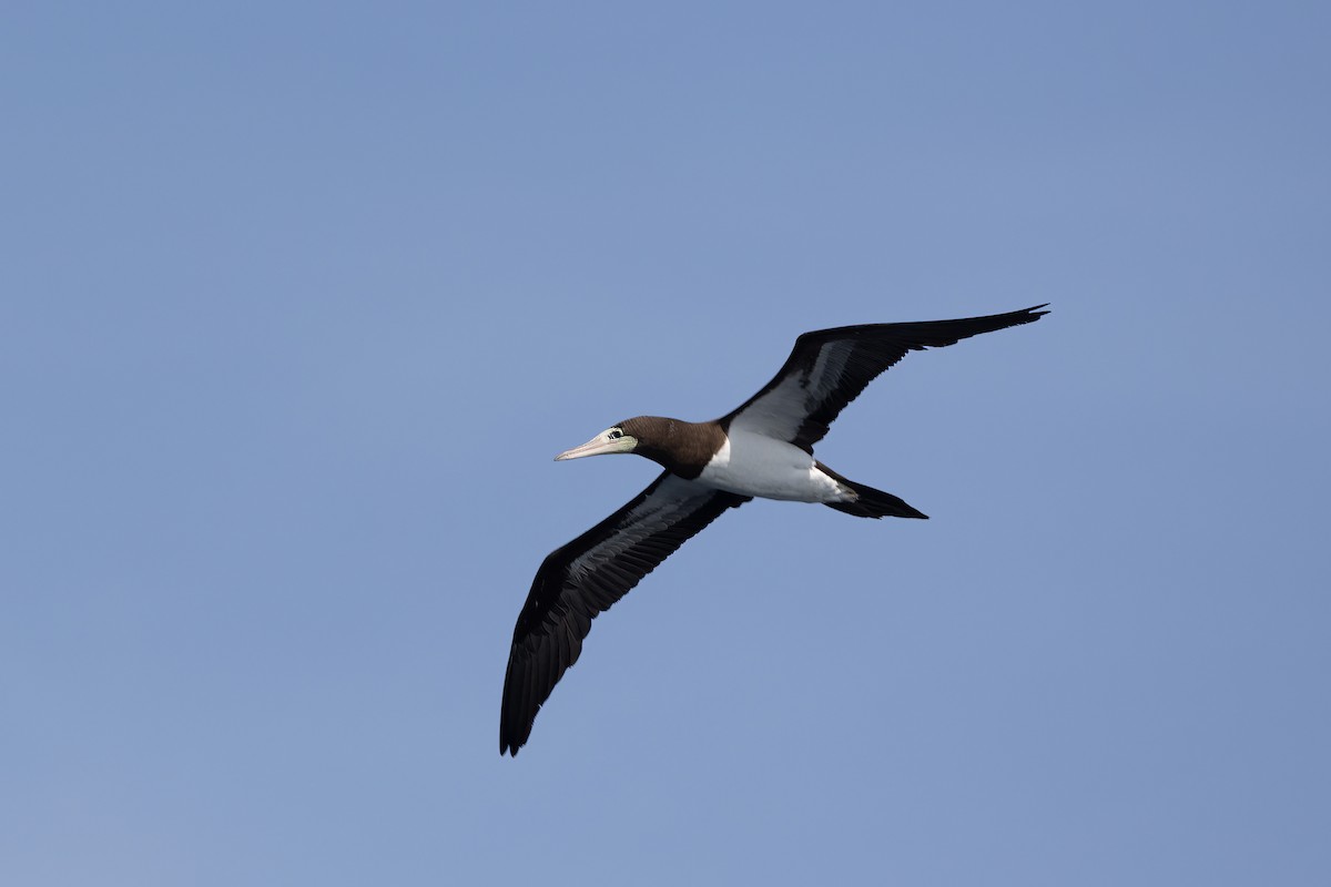 Brown Booby - ML615826815