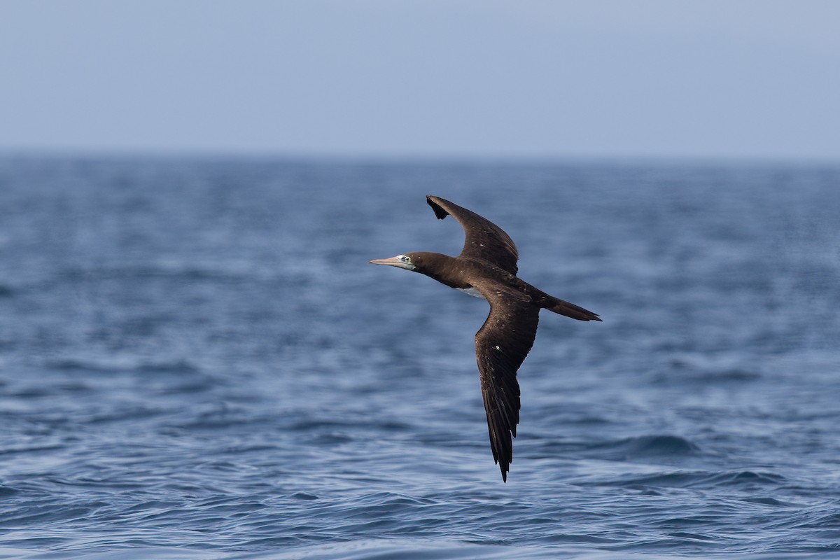 Brown Booby - ML615826816