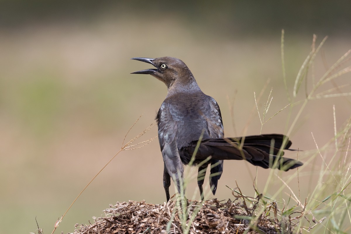 Great-tailed Grackle - ML615826869