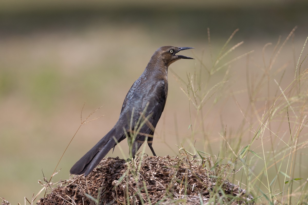 Great-tailed Grackle - ML615826870