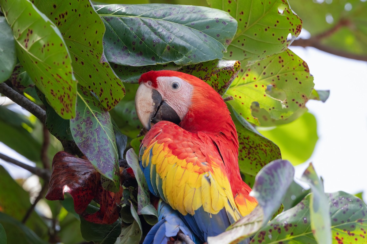 Scarlet Macaw - ML615826881