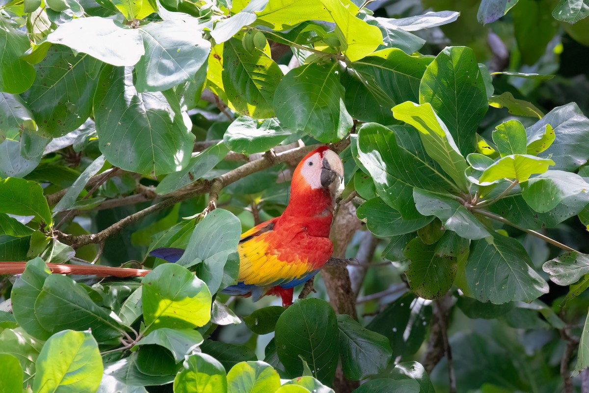 Scarlet Macaw - ML615826882