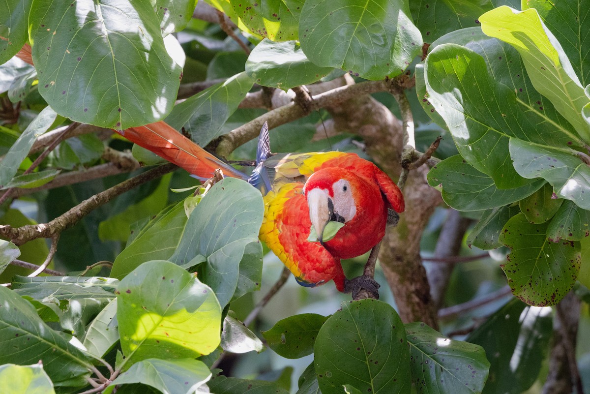 Scarlet Macaw - ML615826883