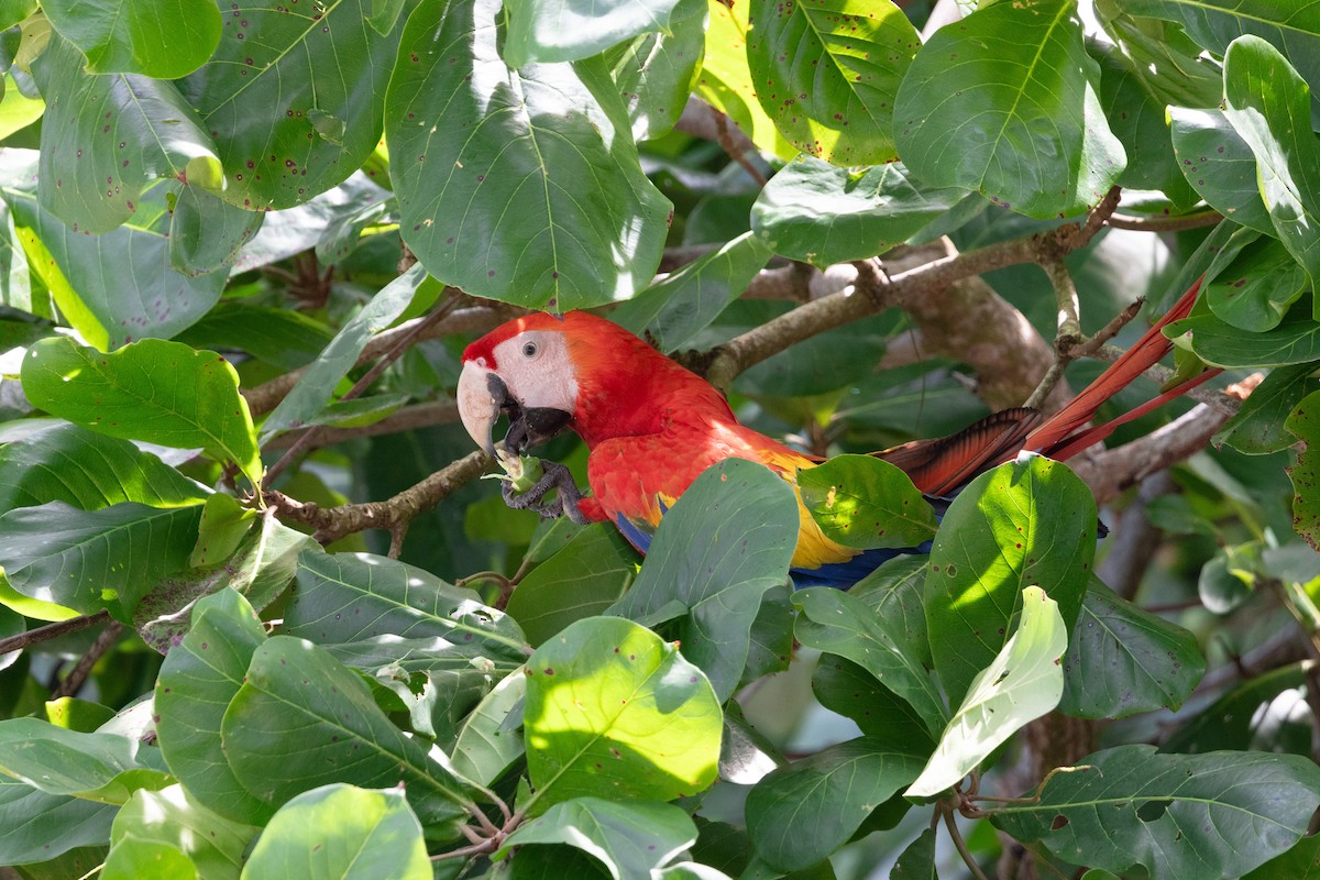 Scarlet Macaw - ML615826884