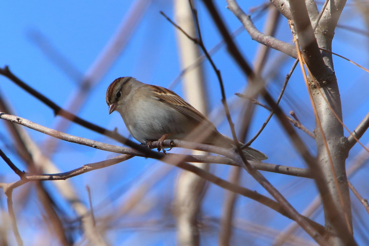 Chipping Sparrow - ML615827064