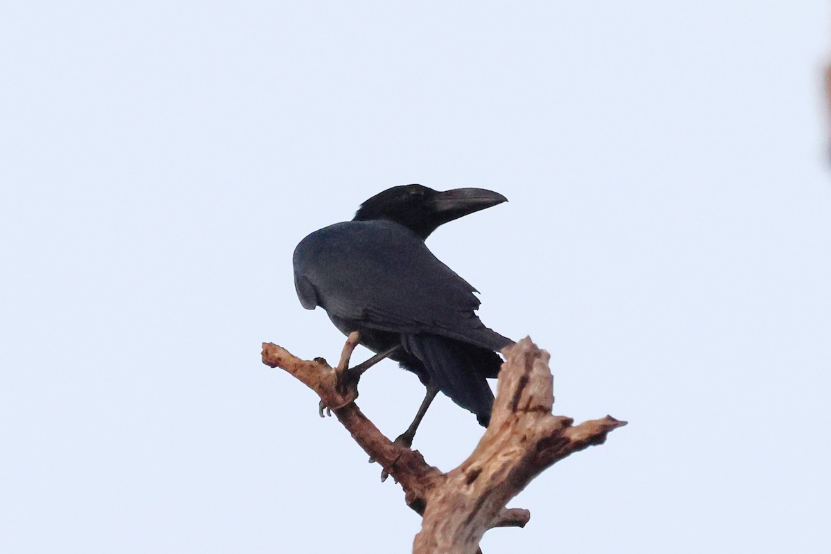 Large-billed Crow - ML615827125
