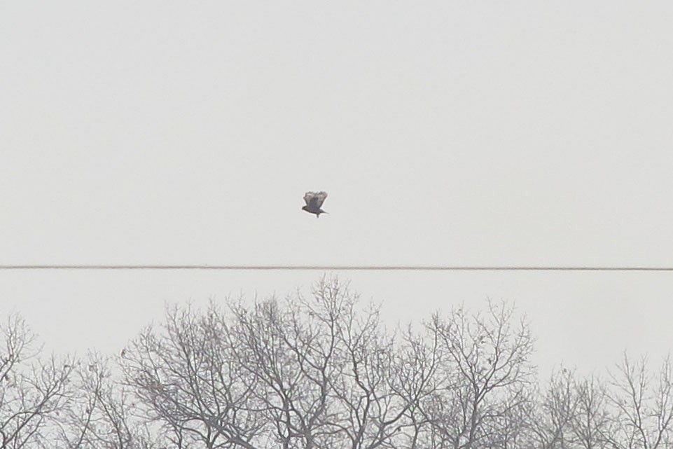 eBird Checklist - 10 Feb 2015 - Stull Rd.-Mountaindale Rd. - 8 species