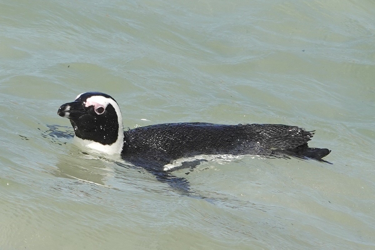 Pingüino de El Cabo - ML615827404