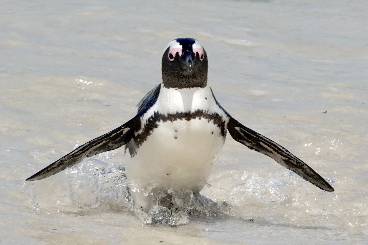 Pingüino de El Cabo - ML615827405