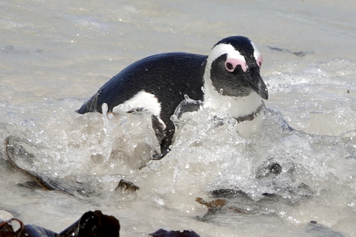 Pingüino de El Cabo - ML615827406