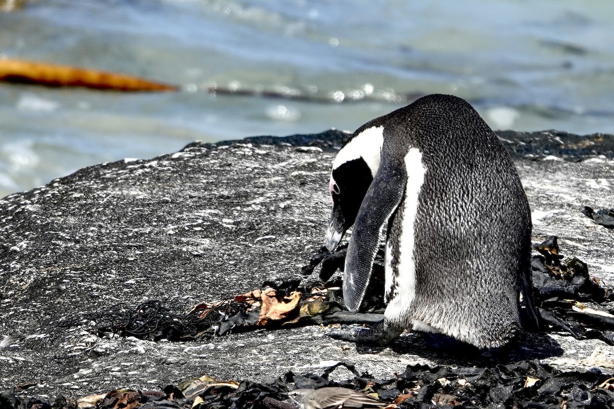 Pingüino de El Cabo - ML615827407
