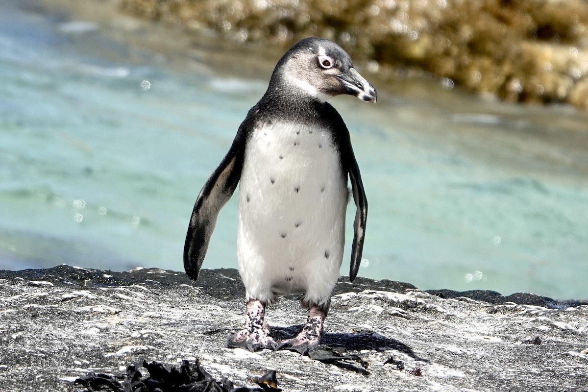 Pingüino de El Cabo - ML615827408