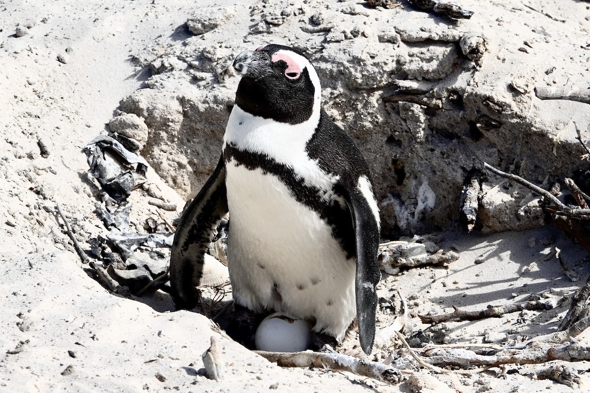 Pingüino de El Cabo - ML615827409