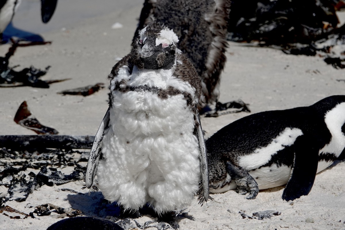 Pingüino de El Cabo - ML615827410