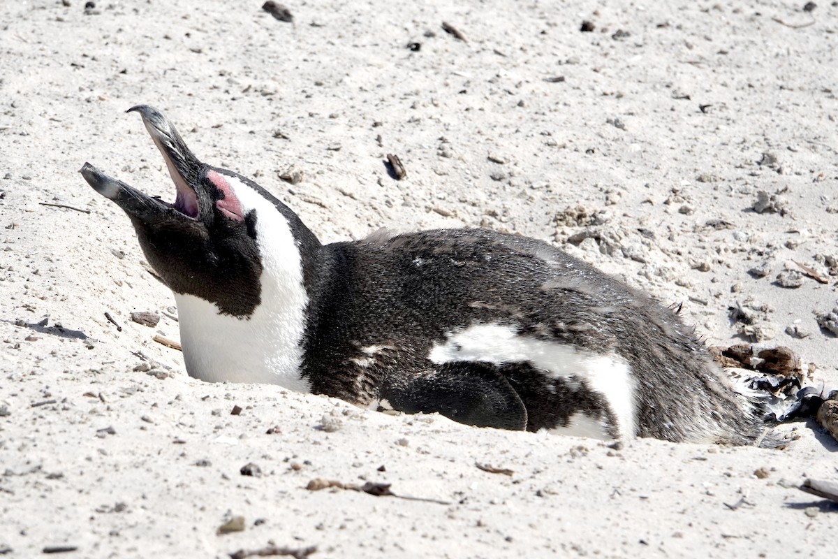 Pingüino de El Cabo - ML615827411