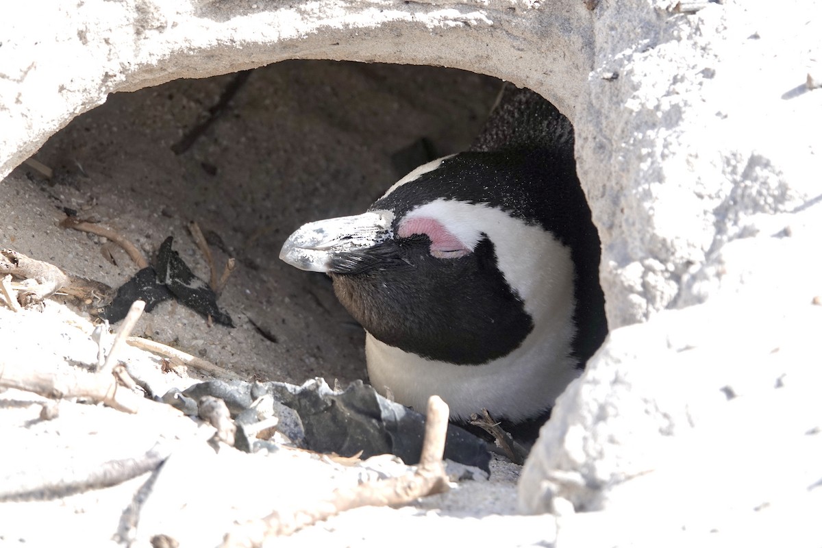 Pingüino de El Cabo - ML615827412