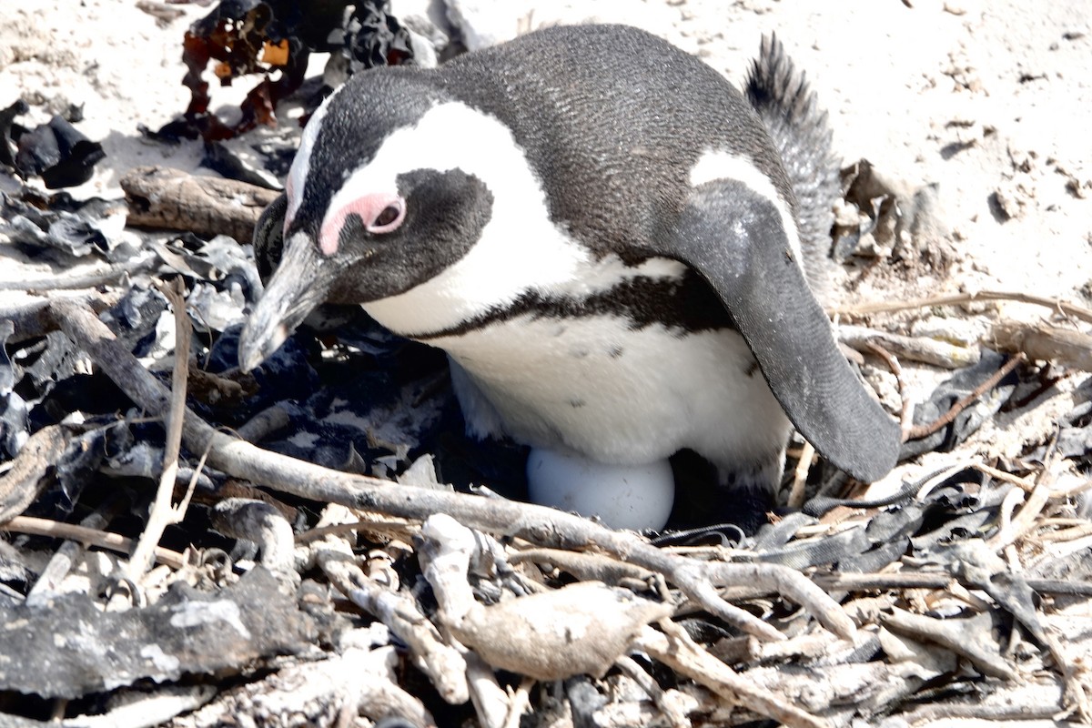 Pingüino de El Cabo - ML615827413