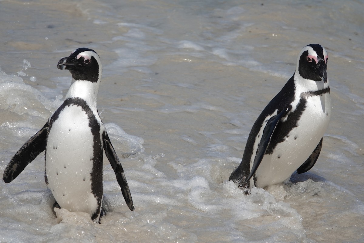 Pingüino de El Cabo - ML615827414