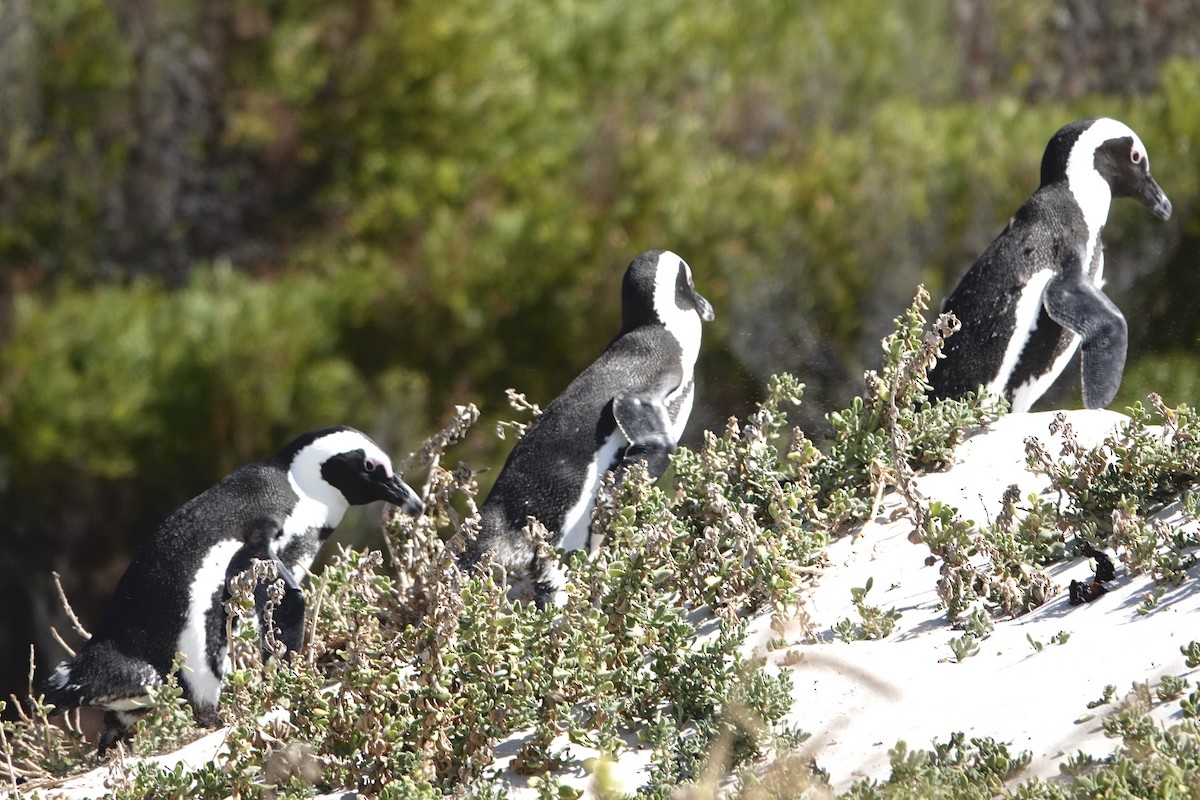 Pingüino de El Cabo - ML615827443