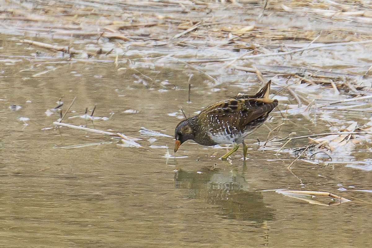 Spotted Crake - ML615827642