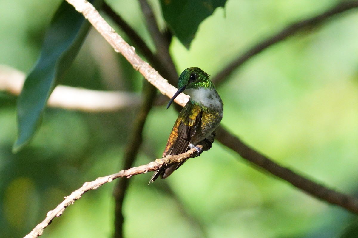 kolibřík běloprsý - ML615827855