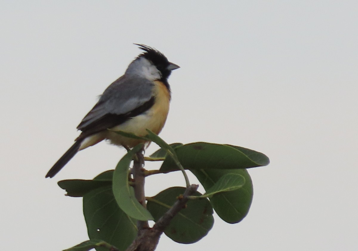Coal-crested Finch - ML615827899