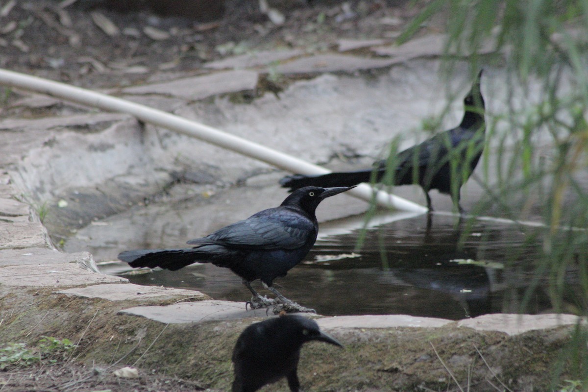 Great-tailed Grackle - ML615827914