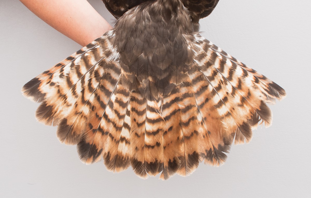 Red-tailed Hawk - Nicole Richardson