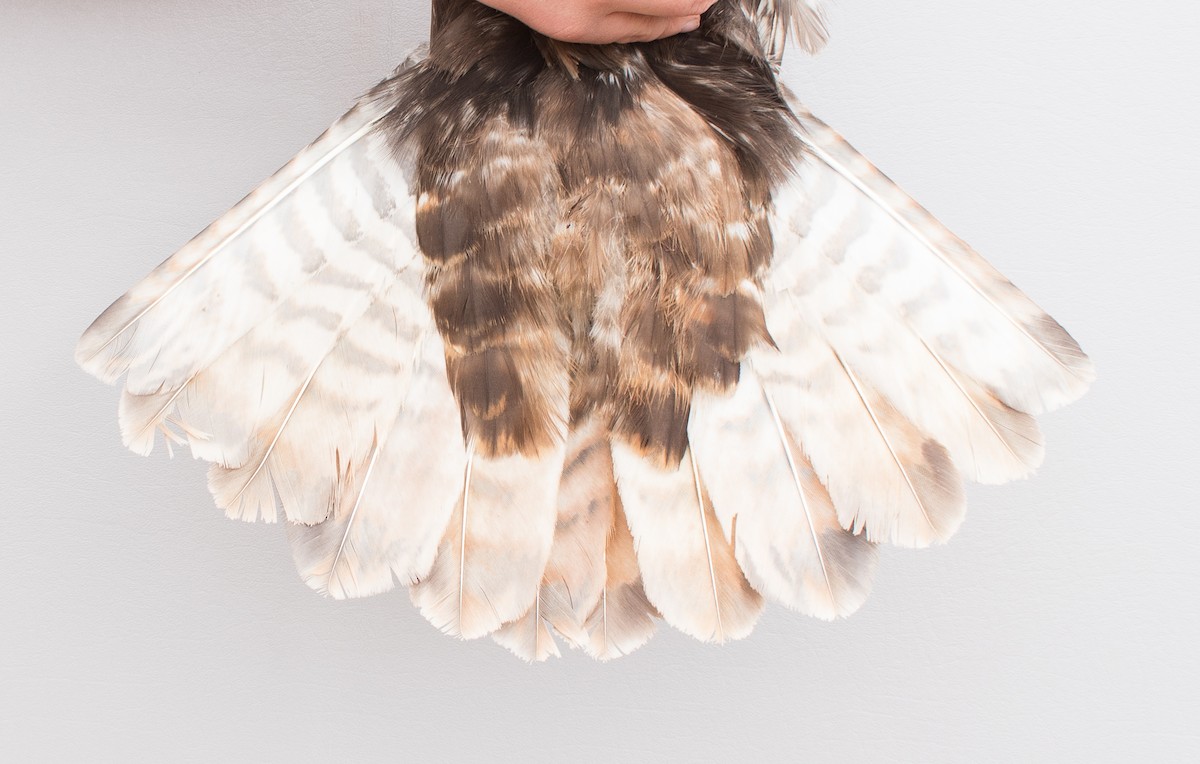 Red-tailed Hawk - Nicole Richardson
